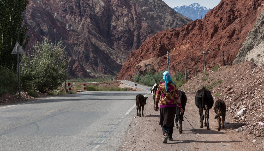 Une femme conduisant des vaches le long de la route de Karakorum, qui relie la région du Xinjiang en Chine au Pakistan. Photo prise en 2012. © iStock/Tiago_Fernandez Une femme conduisant des vaches le long de la route de Karakorum, qui relie la région du Xinjiang en Chine au Pakistan. Photo prise en 2012. © iStock/Tiago_Fernandez / Une femme conduisant des vaches le long de la route de Karakorum, qui relie la région du Xinjiang en Chine au Pakistan. Photo prise en 2012. © iStock/Tiago_Fernandez