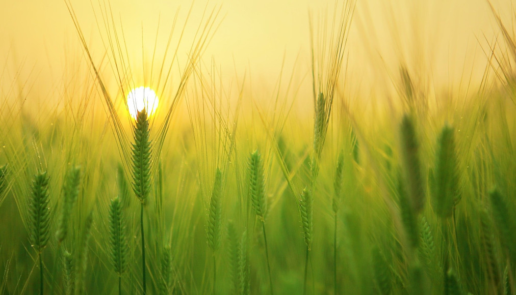 Préserver le vivant, un acte spirituel Préserver le vivant, un acte spirituel / Pixabay