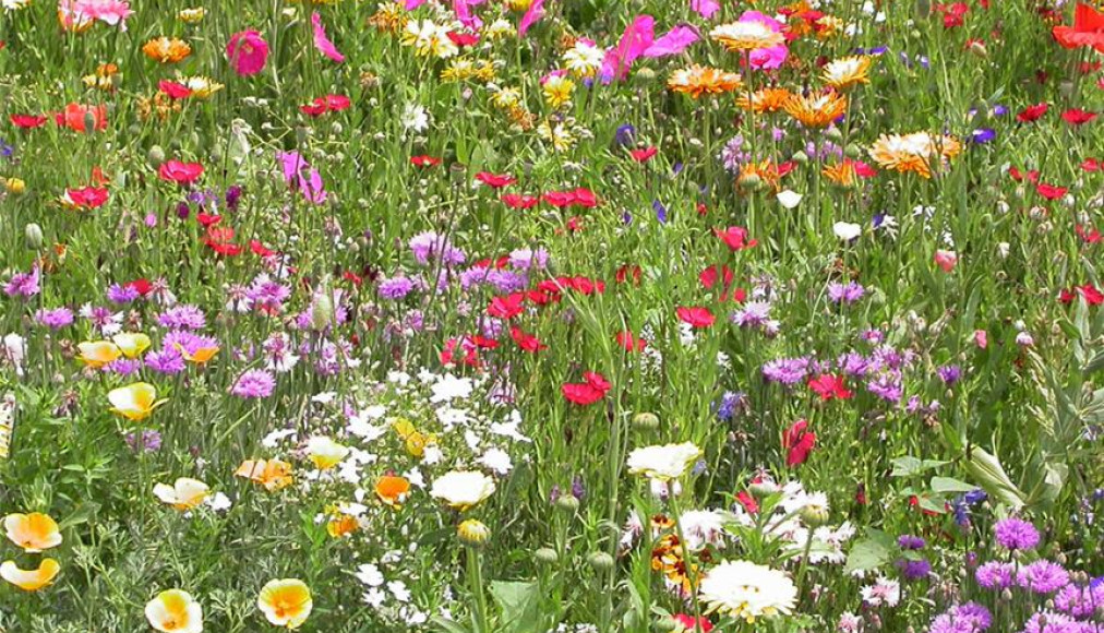 L'Eglise, un champ avec des fleurs de toutes les couleurs L'Eglise, un champ avec des fleurs de toutes les couleurs