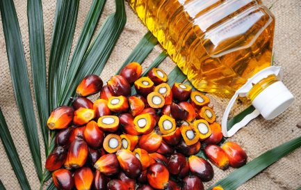 Huile et fruits du palmier / ©iStock / slpu9945