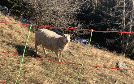 Carré de mouton / Grillage en liberté 